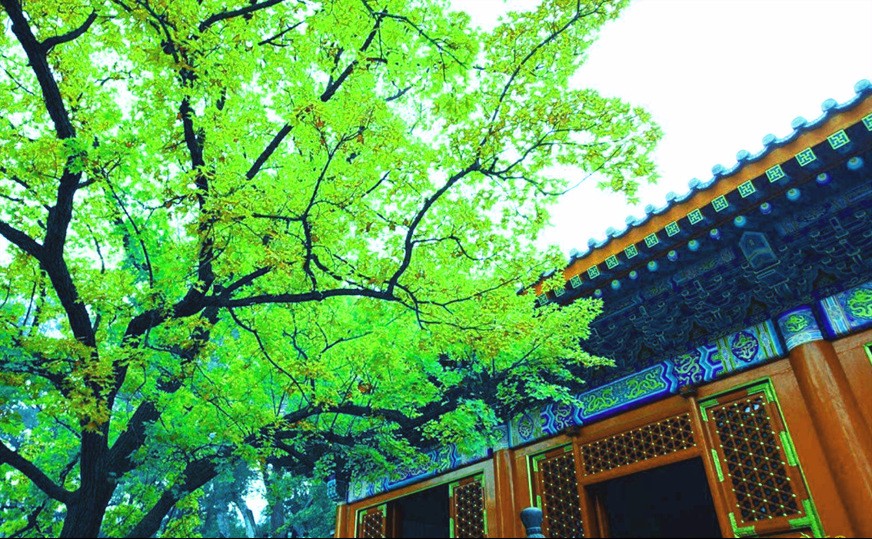 【参观红色革命纪念馆&最强战队】香山 1日红色团建