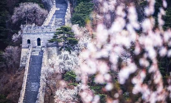 春游团建必选-慕田峪长城-踏青赏花1日主题团建
