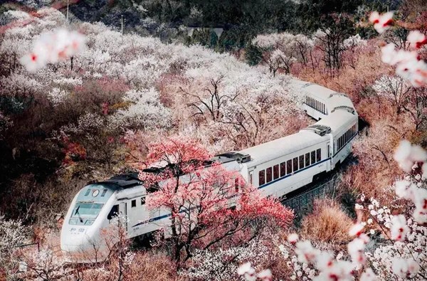 春游团建必选-开往春天的列车-花海列车（居庸关）-手机互联网-最强战队1日团队踏青主题团建